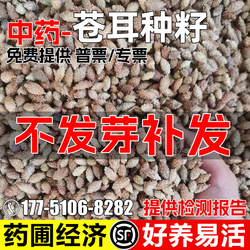 苍耳种子药圃荒地四季种植老苍子苍耳子胡苍子中药材草本植物种籽