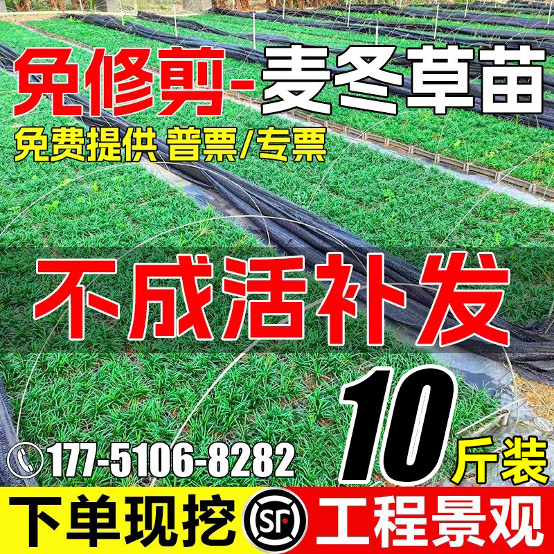 麦冬草园林绿化庭院别墅四季常青