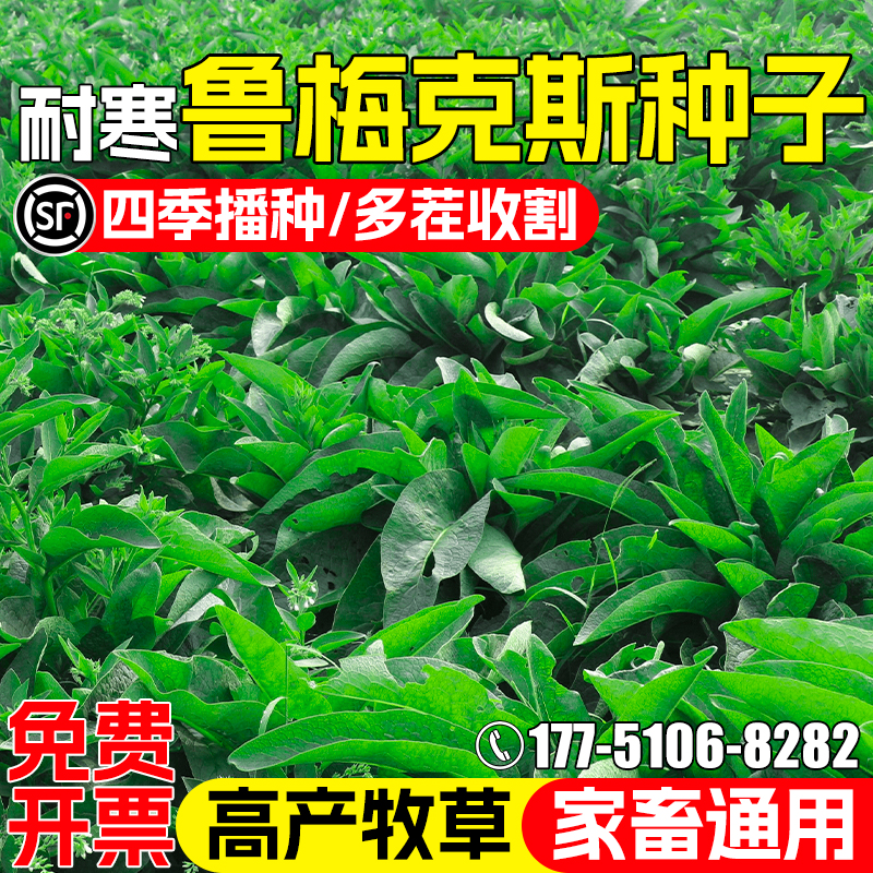 进口多年生鲁梅克斯种子牧草种籽