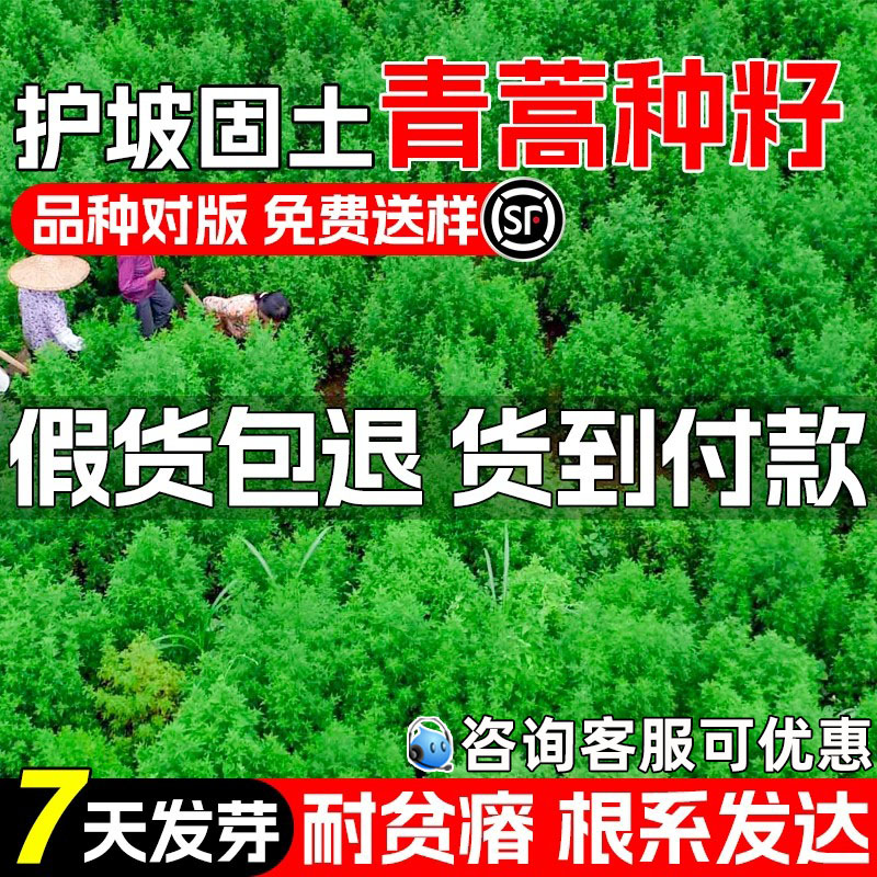 青蒿种子护坡固土绿化耐旱耐贫瘠