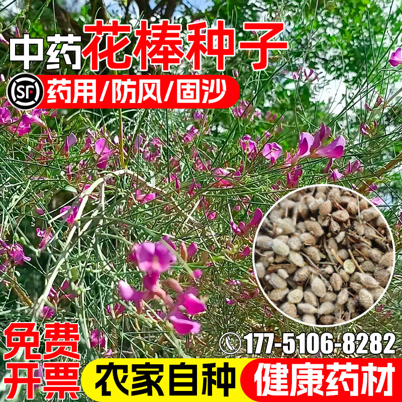花棒种子多年生细枝岩黄芪中药材种籽药用观赏防风固沙中草药草籽