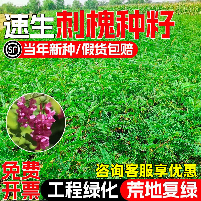 刺槐种籽护坡固土灌木草籽草种子
