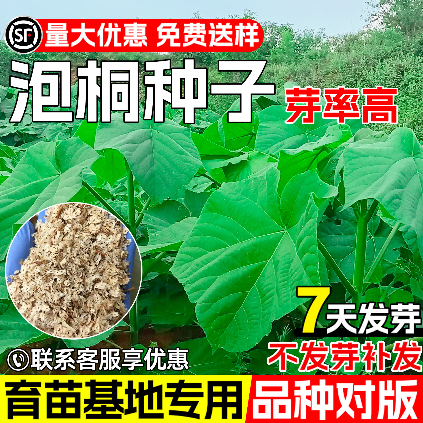 泡桐种子白花泡桐空桐木绿化观赏图片