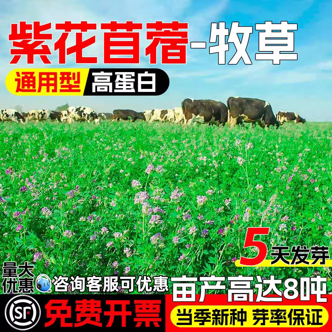 紫花苜蓿种籽牧草种子高蛋白草籽