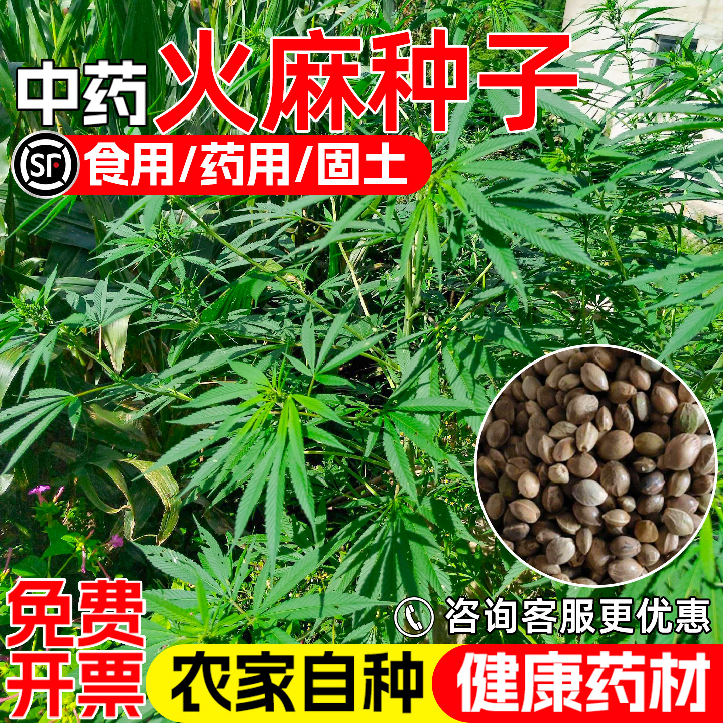 火麻仁种子野生中药材线麻绿化