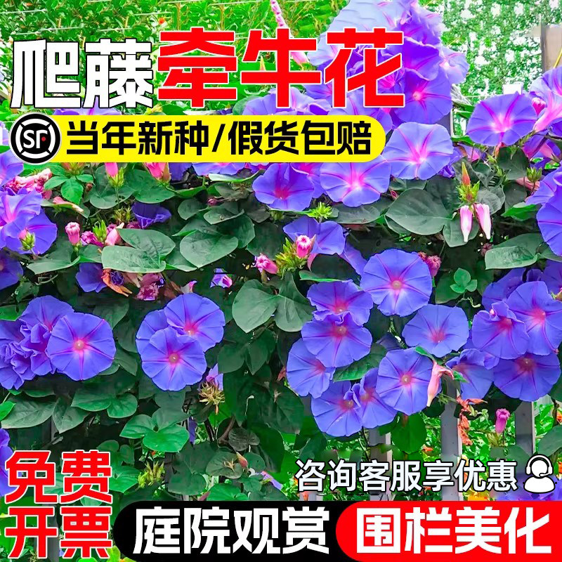 牵牛花种子喇叭花籽庭院别墅爬墙爬藤花卉四季播种植物易活花种籽