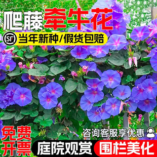 牵牛花种子喇叭花籽庭院别墅爬墙爬藤花卉四季播种植物易活花种籽