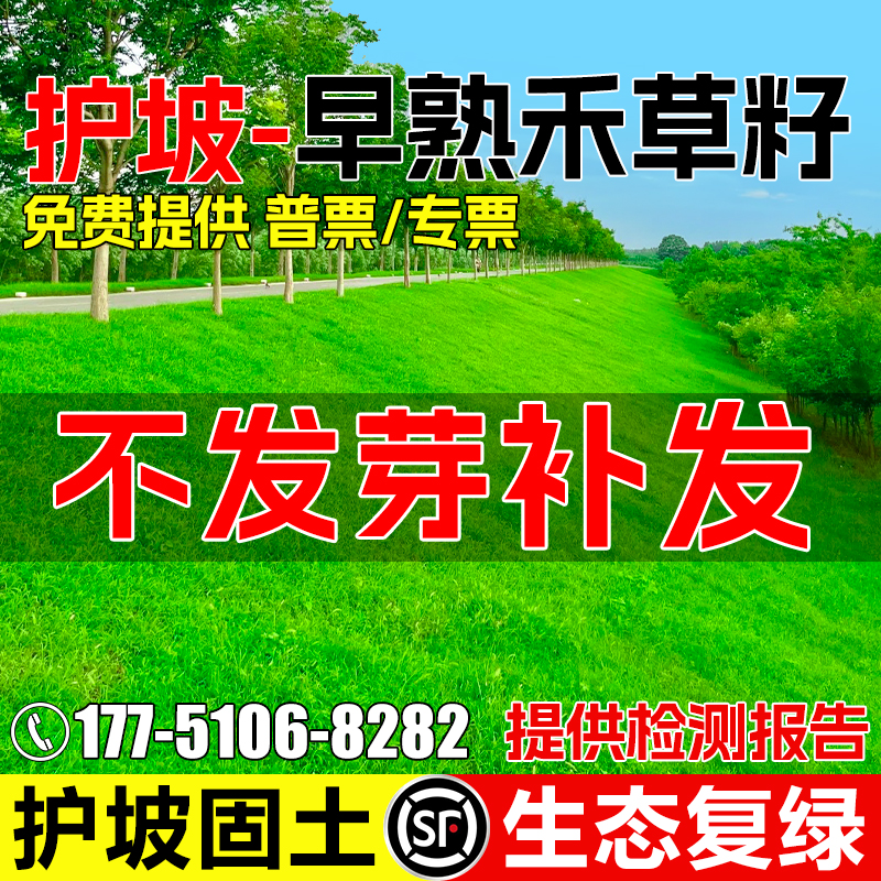 早熟禾草籽多年生四季常青护坡固土矿山生态修复绿化工程草坪种子