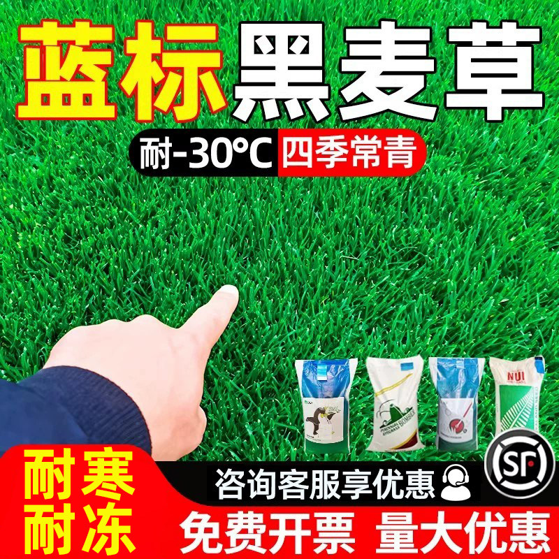 黑麦草种子蓝标多年生耐寒草坪草籽四季常青护坡工程绿化庭院专用