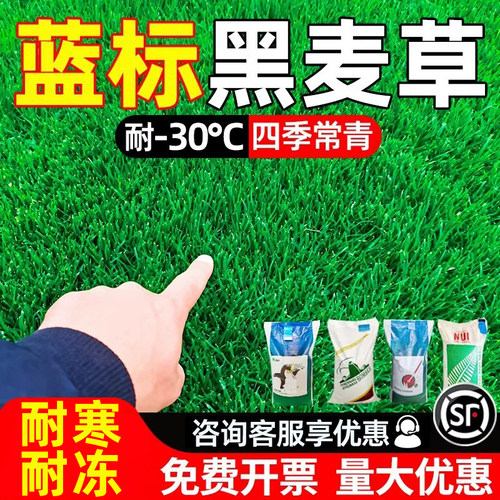 黑麦草种子草坪草籽四季常青种籽
