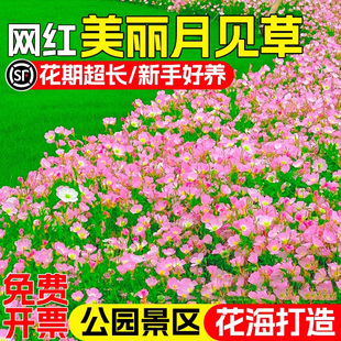 美丽月见草花种籽四季播种公园小区花海景观花籽野花组合花卉种子