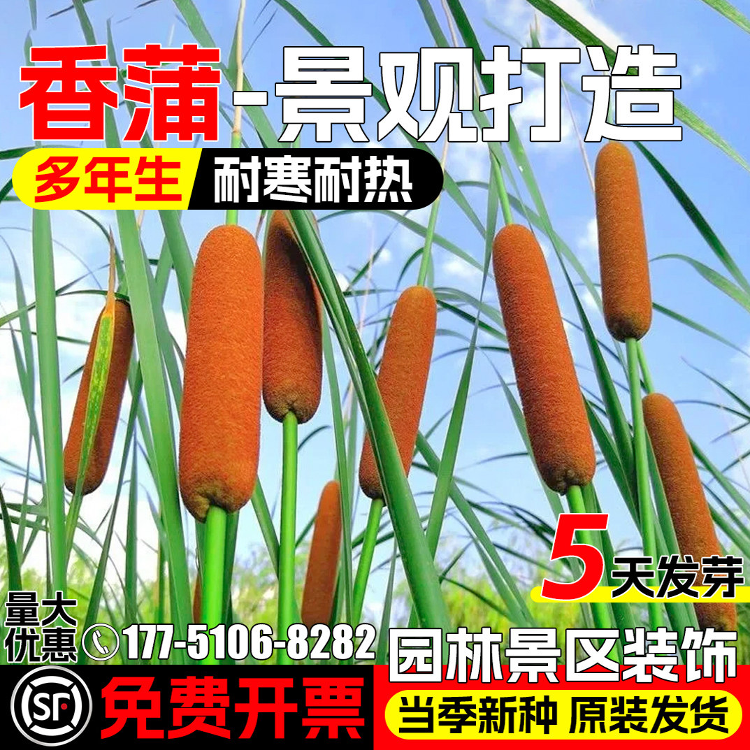 香蒲种子四季种植易活水蜡烛种籽