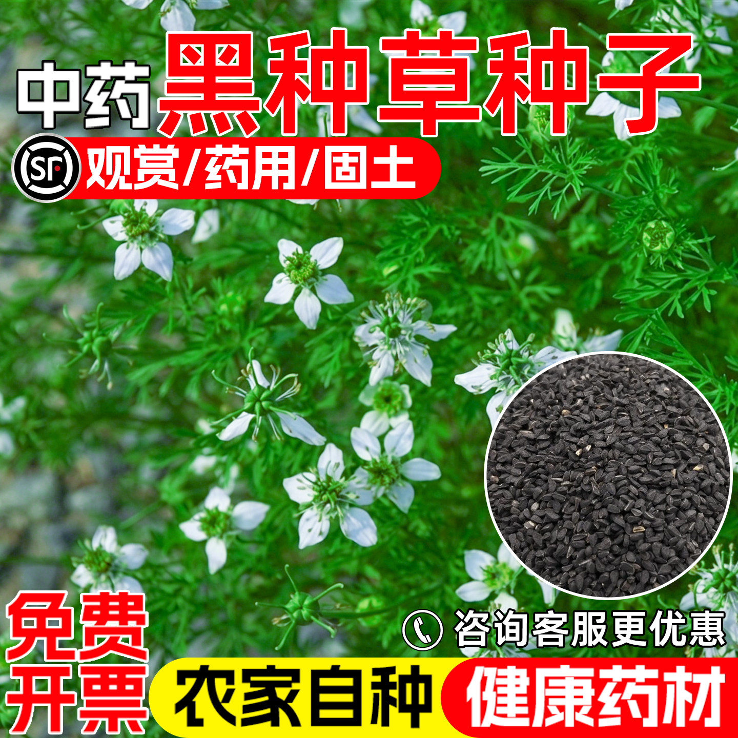 黑种草种子药用观赏中药材黑种子