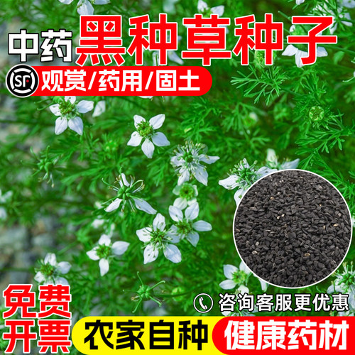 黑种草种子药用观赏中药材黑种子