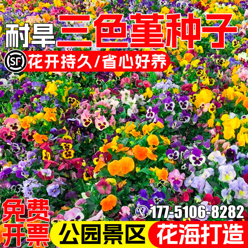 三色堇公园景观花海打造花卉种子
