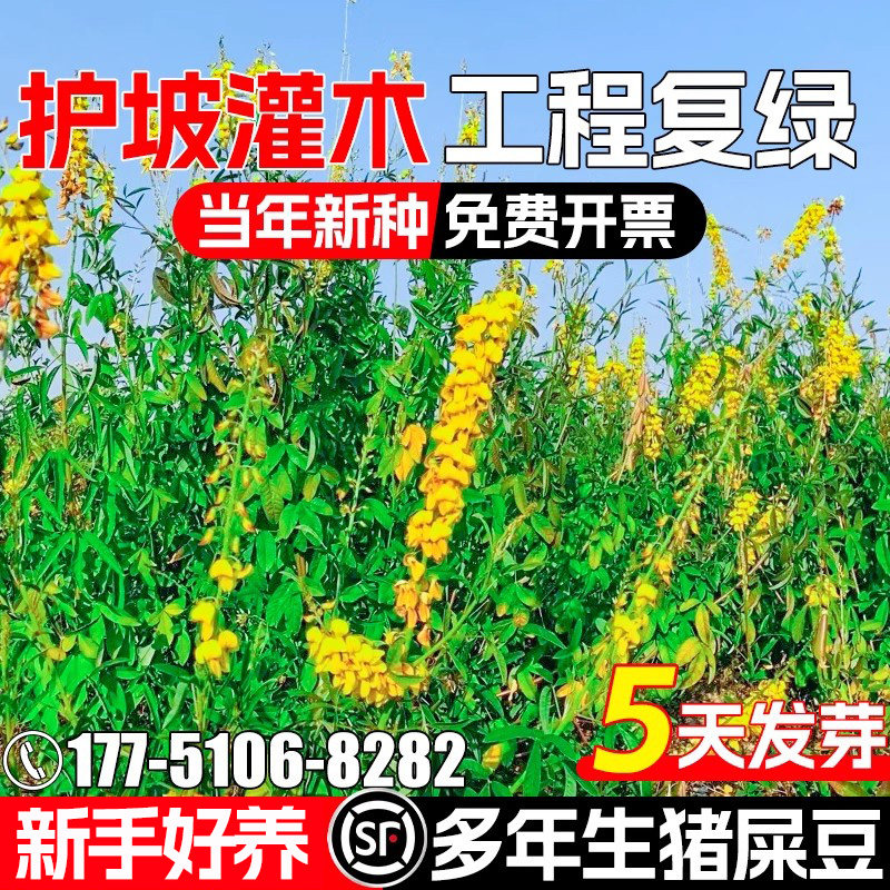 猪屎豆种籽灌木草籽护坡固土种子