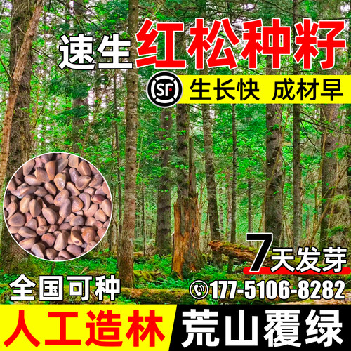 红松树种子荒山复绿植被绿化造林