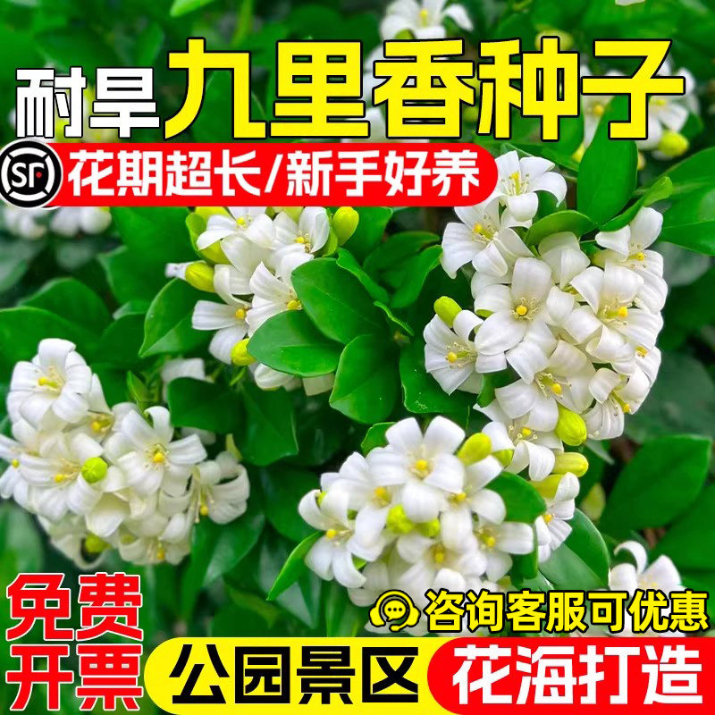 九里香种子公园景区花海道路美化