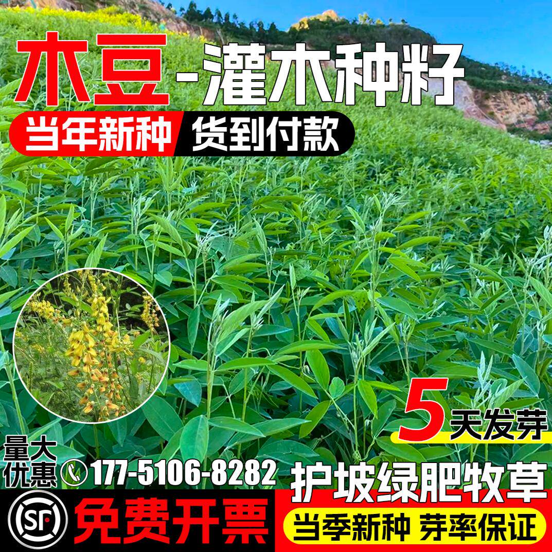 木豆种子护坡灌木矿山复绿草种籽