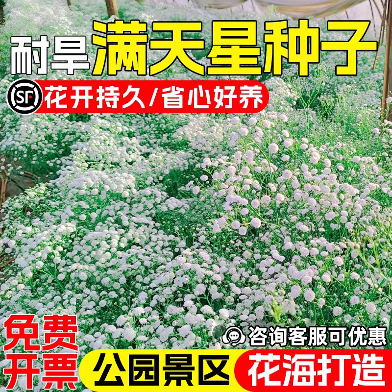 满天星花种子公园景区花海美化
