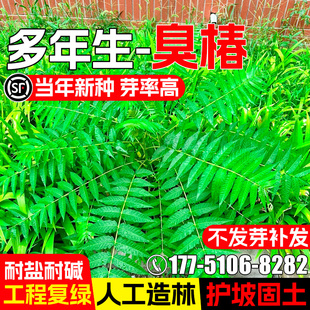 臭椿种籽林木灌木种子耐贫瘠多年生护坡固土工程复绿耐盐耐碱草籽