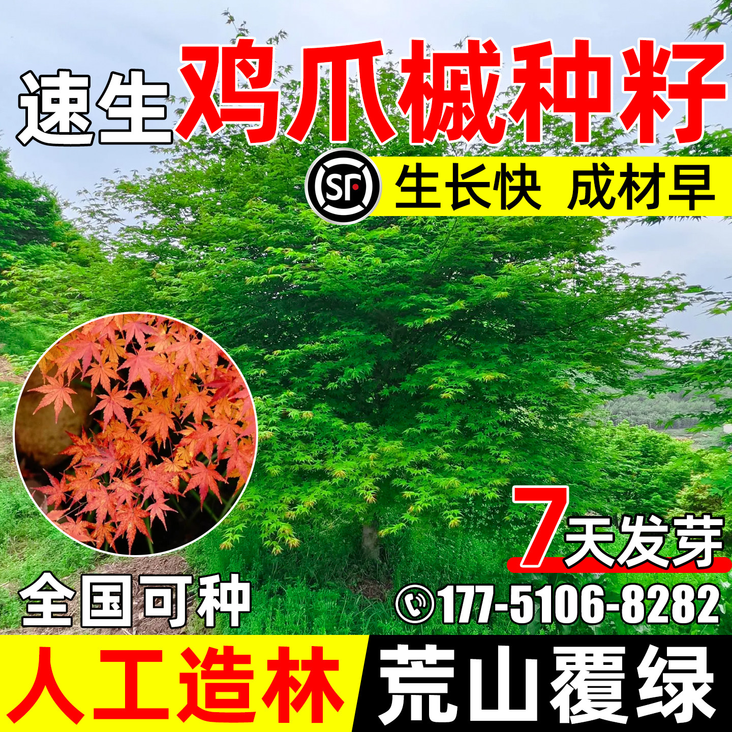 鸡爪槭种子景观红枫鸡爪枫树种子图片