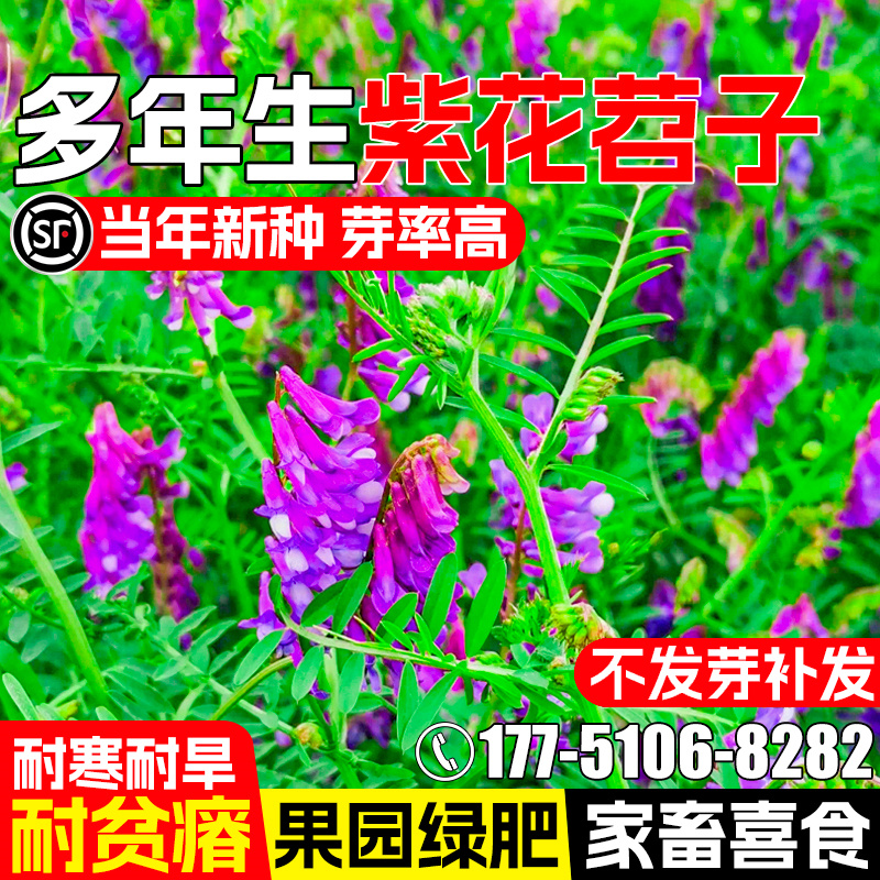 光叶紫花苕种籽果园绿肥毛苕种子