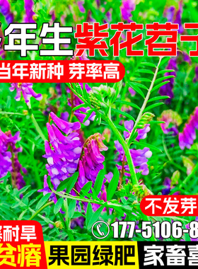 光叶紫花苕种子毛苕子牧草果园绿肥种籽高产箭舌野豌豆多年生草籽