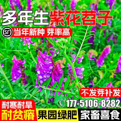 光叶紫花苕种籽果园绿肥毛苕种子