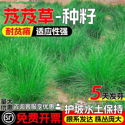 芨芨草种子护坡固土高产牧草种籽