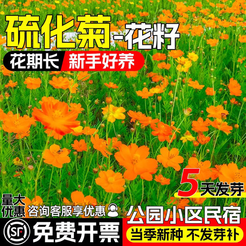 硫华菊花种籽四季播种黄秋英花籽
