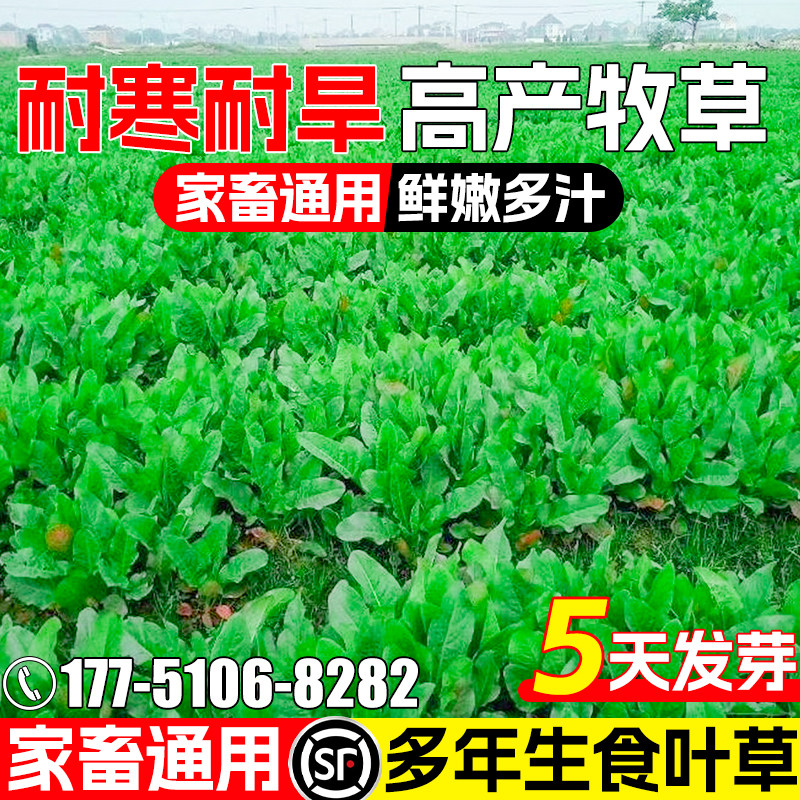 食叶草种籽四季高产家禽喜食牧草