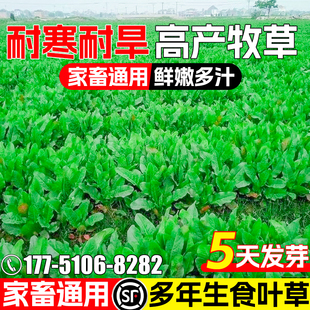 食叶草种籽耐寒耐旱四季高产牧草种子家禽喜食鲜嫩多汁高蛋白草籽