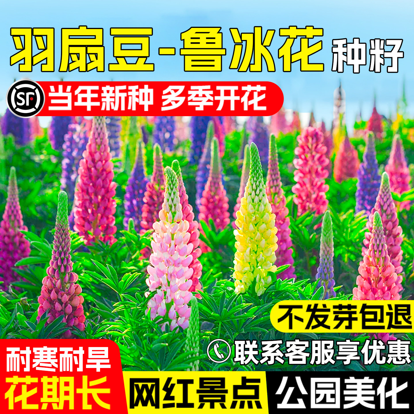 鲁冰花羽扇豆花籽公园景区花海