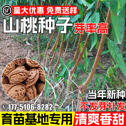 山毛桃种子四季常绿砧木嫁接桃树