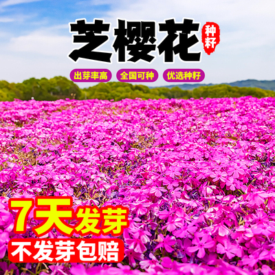 福禄考花种子芝籽孑室内外四季