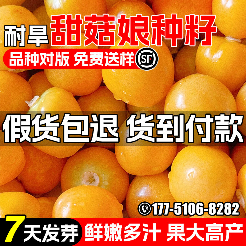 甜菇娘种子灯笼果金菇娘水果种籽