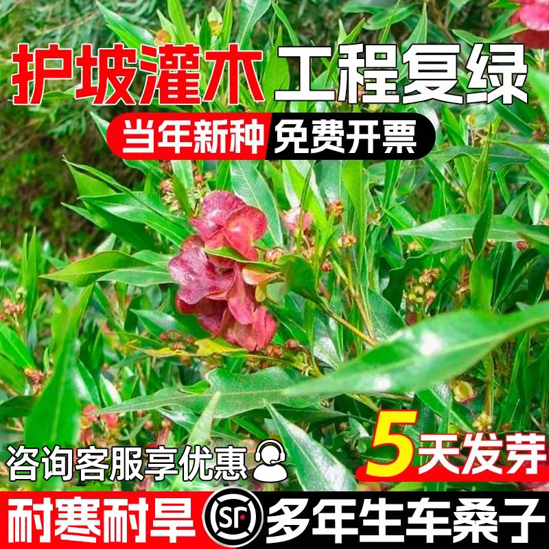 车桑子种子多年生护坡固土灌木草籽耐寒耐旱工程复绿边坡绿化种籽