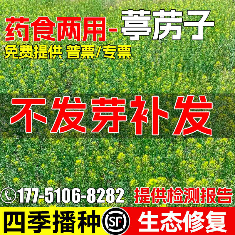 葶苈子药食两用生态修复中药种籽