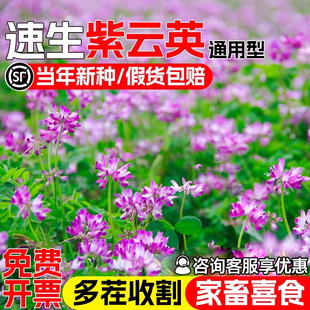 紫云英种籽四季高产牧草绿化红花草籽绿肥蜜源花海植物家禽草种子