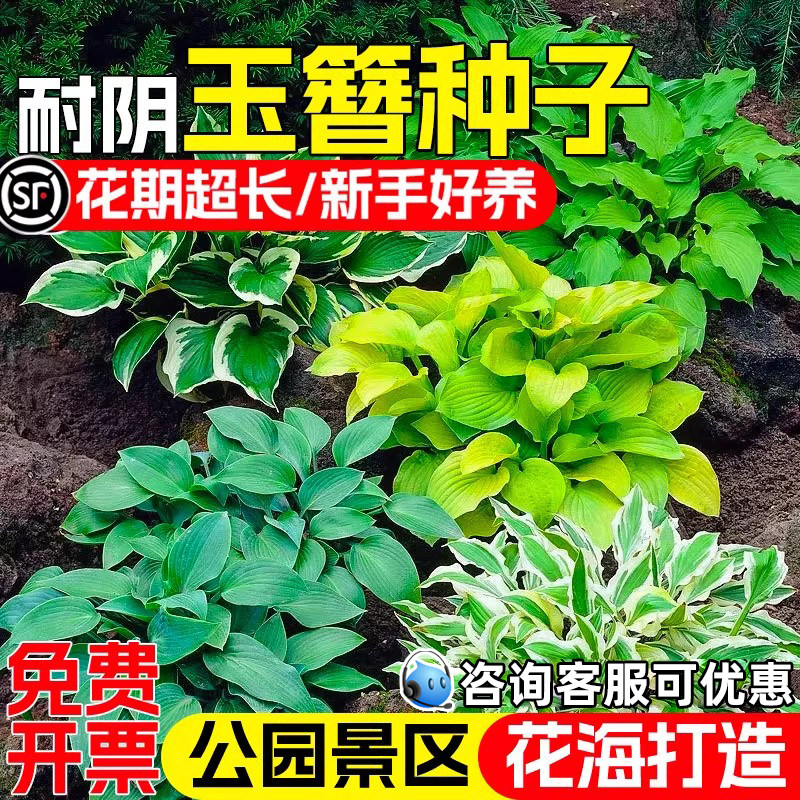 玉簪花种子公园花海打造景观美化