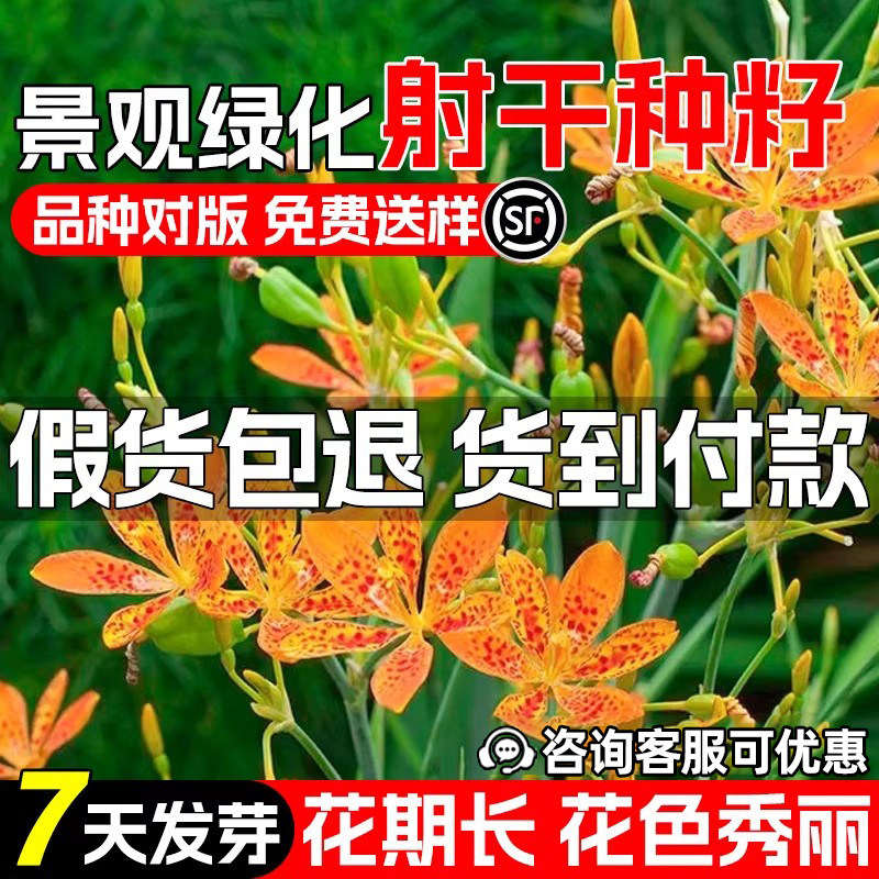 射干种子园林景观绿化射干花鸢尾