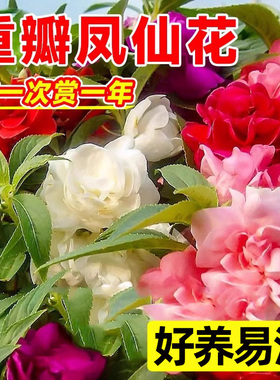 重瓣凤仙花种子四季播种开花庭院室内外花籽阳台盆栽指甲花种籽孑
