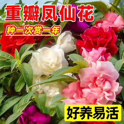 重瓣凤仙花种子四季播种开花