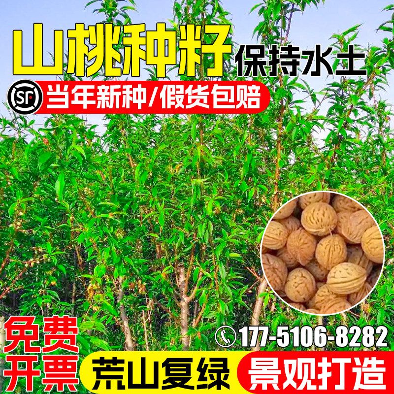 山桃树种子多年生护坡固土草籽水土保持景观绿化荒山复绿灌木种籽