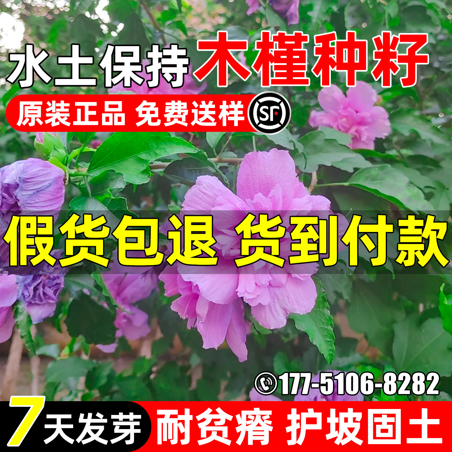 木槿树种子护坡固土水土保持绿化
