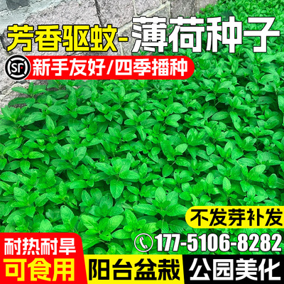 可食用薄荷种籽子盆栽四季种植种