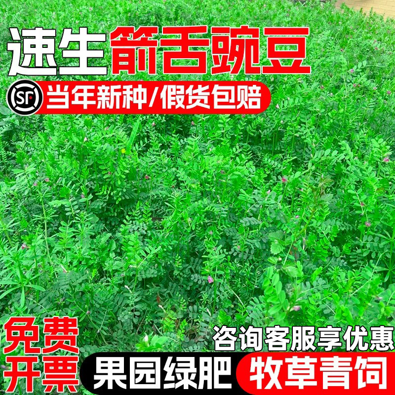 箭舌豌豆种籽牧草种子果园绿肥