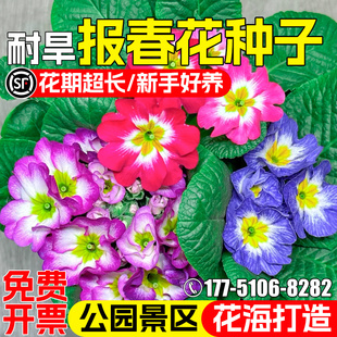 报春花种子阳台盆栽种植樱草年景花种籽公园景区花海景观美化花籽