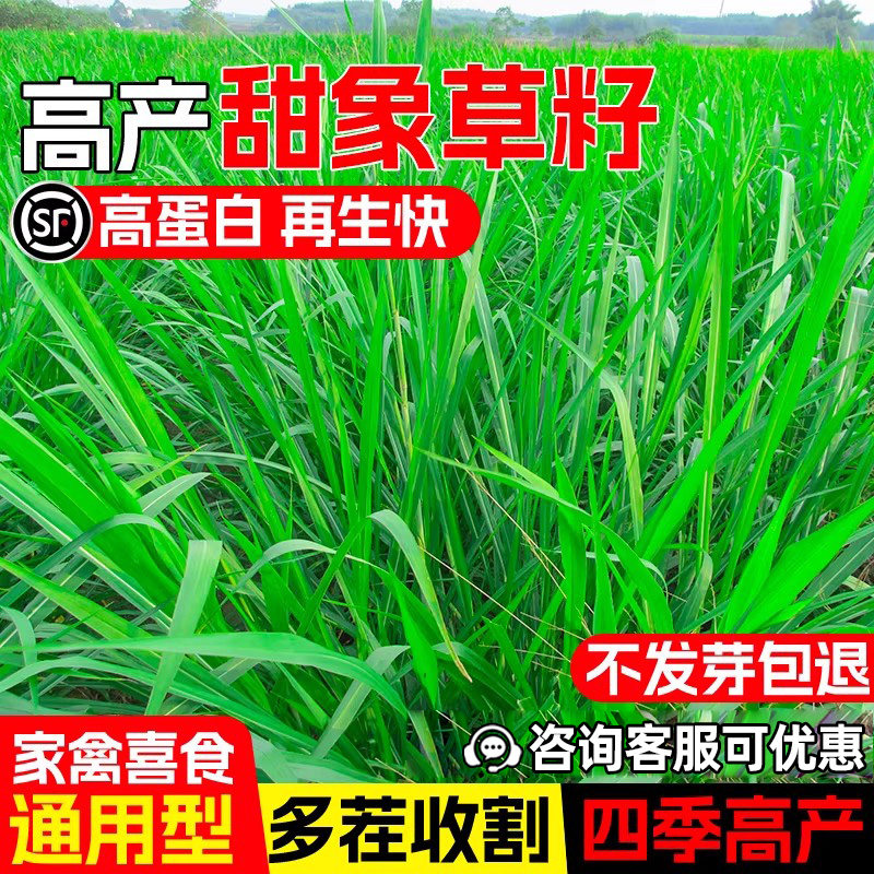 甜象草种籽畜牧养殖牧草籽高蛋白